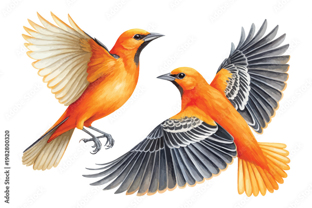 Fototapeta premium Hand-Painted Oriole Watercolor, Vibrant Orange Songbird Art, Isolated Vector Illustration