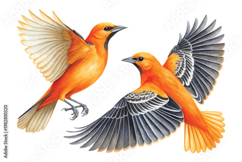Hand-Painted Oriole Watercolor, Vibrant Orange Songbird Art, Isolated Vector Illustration