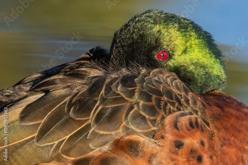 An exquisitely colored male chestnut teal, a small duck, buries its head in amongst its warm back feathers as it rests with one red eye on watch at Burrill Lake in New South Wales, Australia.