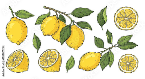 Fresh Lemons on Branches with Leaves, Sliced Lemons, Citrus Fruit Collection