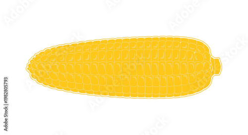 Yellow ear of corn with visible kernels on white background