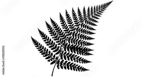 Black fern leaf silhouette on white background