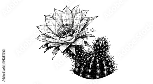 Cactus Flower Blossom