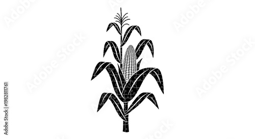 Corn stalk silhouette, black and white, isolated on white background