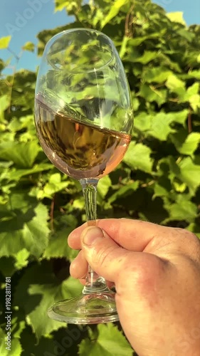Wine swirls of wineglass with rose wine on green grape leaves vines in vineyard. Motion, Glass of wine in hand on grape leaves. Tasting rose white in vineyards. Pink Wine swirling glass in vineyard. 
