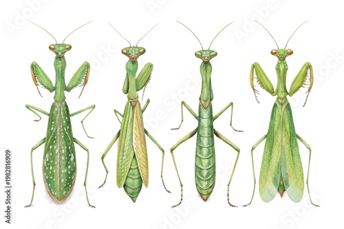 set of Watercolor Praying Mantis, Green Garden Insect Art, vector illustration isolated on white background