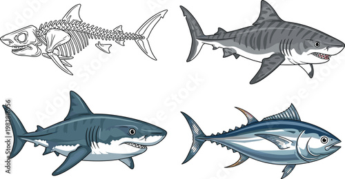 Shark anatomy and tuna fish vector set featuring shark skeleton, great white shark and ocean predator fish illustrations