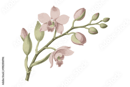 Pink orchid flowers and buds with green stems in hand-drawn botanical style on white background, concept of elegance and floral beauty