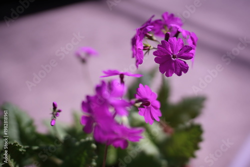 二ホンサクラソウ