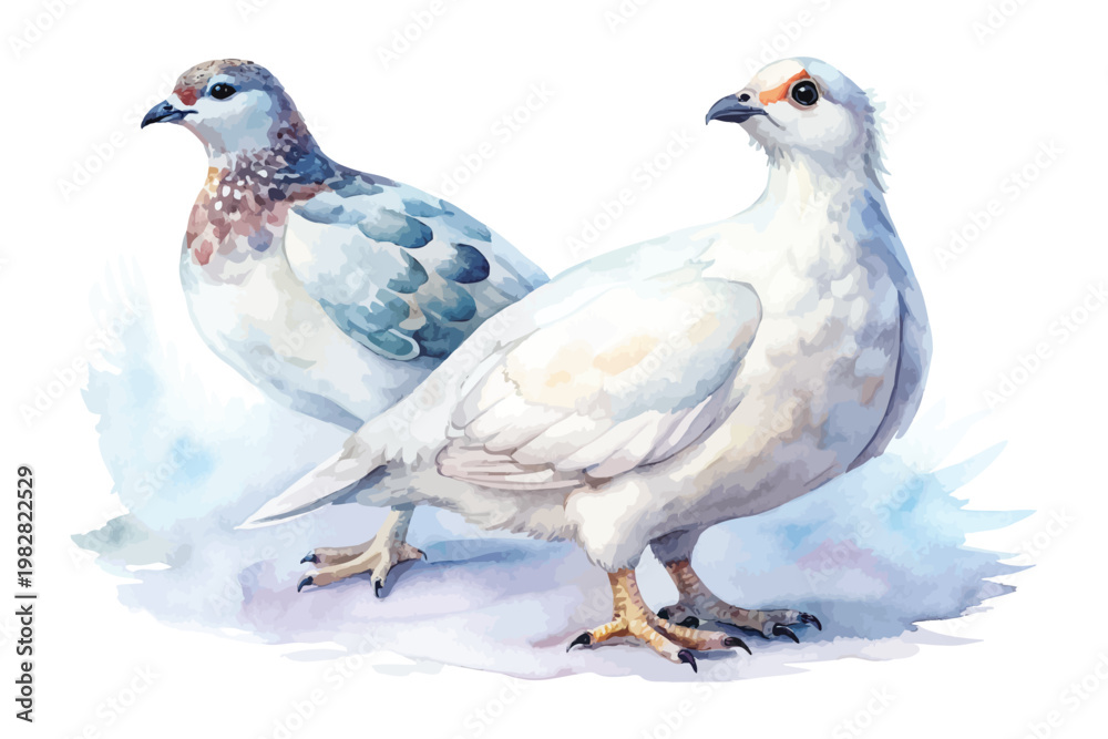Fototapeta premium Watercolor Ptarmigan, Arctic Bird Clipart vector illustration isolated on white background