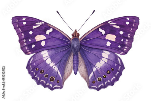Hand-Painted Purple Emperor Butterfly, Exotic Rare Butterfly Clipart, Isolated Vector