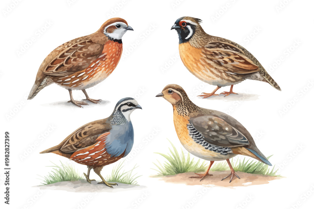 Fototapeta premium set of Watercolor Quail Bird, Small Ground Bird Art vector illustration isolated on white background