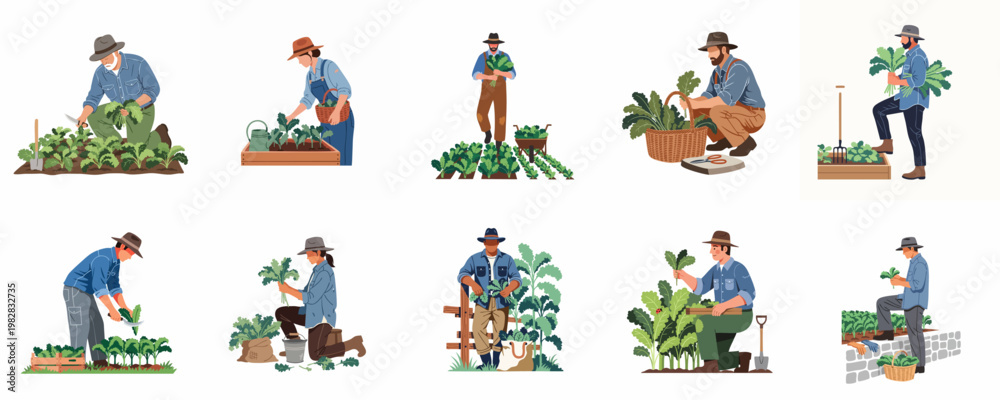 Fototapeta premium Set of flat vector illustrations featuring diverse men and women harvesting fresh kale, gardening, and farming in different poses and settings.