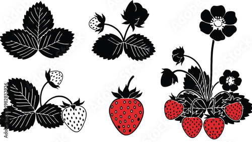 Strawberry vector illustration set with leaves and ripe red fruit