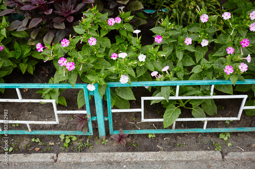 Marvel of Peru (Mirabilis jalapa) flowers at garden. A perennial Nyctaginaceae native to tropical America. It blooms from around 4pm, so it's called the 'Four o'clock flower'