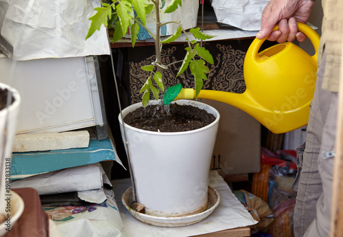 Man gardening in home greenhouse. Men's hands hold watering can and watering the tomato plant