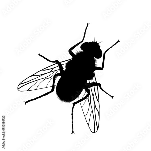 Black silhouette of fly, vector illustration
