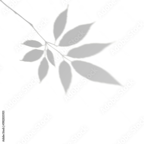 Natural Branch Leaf Shadow without Background