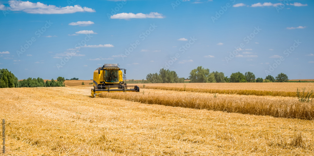 Fototapeta premium A yellow combine harvester operates in a vast golden wheat field under a clear blue sky.