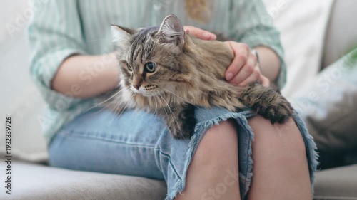 Close-up portrait of a beautiful long-haired gray cat resting on its owners lap. Cozy home atmosphere, tenderness and human-animal bond, peaceful and relaxing moment indoors.