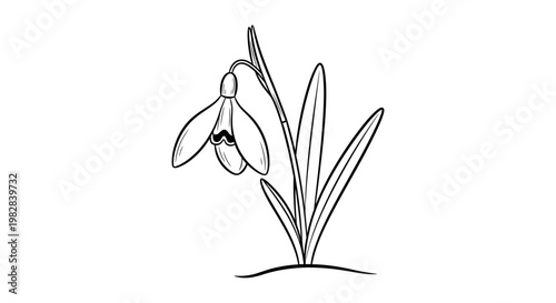 Single snowdrop flower blooming in spring line art illustration