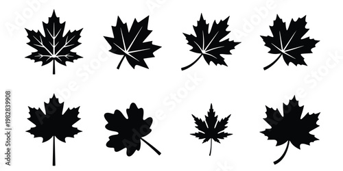 Maple leaf silhouette set, 8 black autumn foliage icons, Canadian maple leaf vector collection, minimalist fall season botanical elements