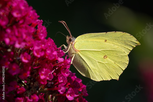 Common Brimstone - Gonepteryx rhamni, beautiful yellow butterfly from European gardens and meadows, Zlin, Czech Republic.