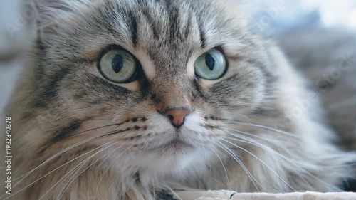 Extreme close-up portrait of a long-haired gray cat with striking blue eyes. Detailed fur texture, intense gaze, elegant and calm mood, perfect for pet and animal-themed visuals.