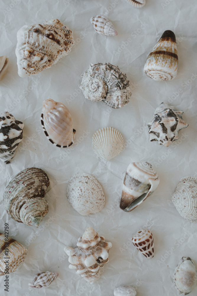 Naklejka premium Top View Of Multiple Seashells Arranged On Crumpled White Background