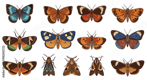 A comprehensive collection of twelve diverse butterfly and moth species displays intricate wing patterns in earthy brown, vibrant orange, and deep blue tones.