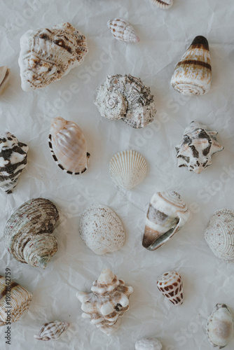 Top View Of Multiple Seashells Arranged On Crumpled White Background