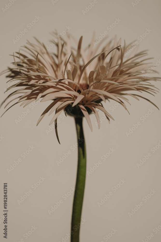 Fototapeta premium Beautiful Gerbera Flower Bloom Isolated On Plain Wall With Warm Shadows