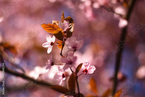 Pink Prunus blossom closeup in spring sunlight 