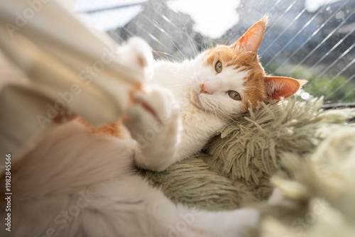 カーテンで遊ぶ可愛い猫　茶トラ白	