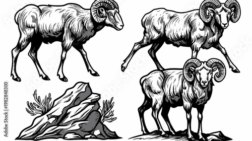 A grayscale illustration of bighorn sheep and a rock formation