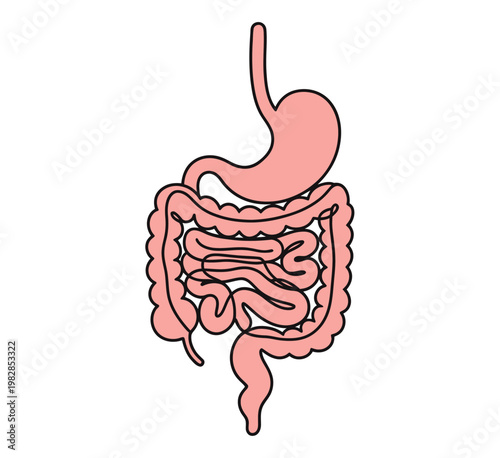 A detailed illustration of the human digestive system and internal organs