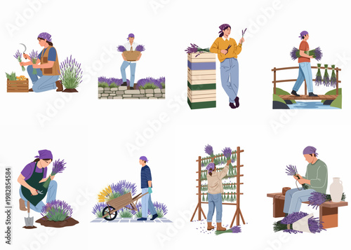 Collection of diverse people engaged in harvesting, gathering, drying, and bundling lavender flowers in a flat vector illustration style.