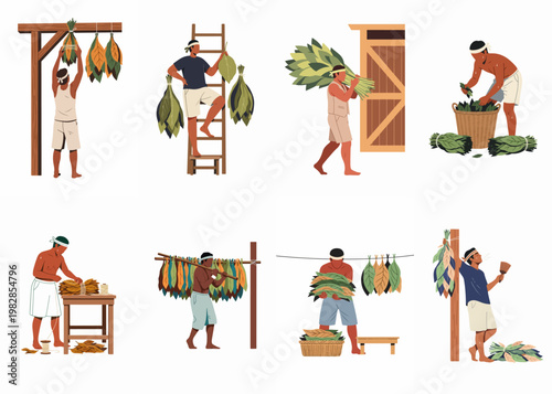 Vector illustration depicting various stages of traditional tobacco leaf harvesting and processing by farm workers.