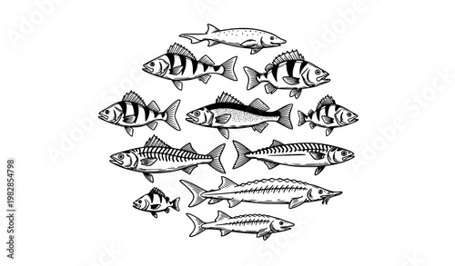 Engraved fish circle composition vintage vector perch bass mackerel sturgeon seafood concept