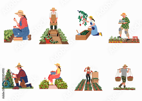 Flat illustration set of diverse people gardening and harvesting fresh strawberries in farm fields and raised garden beds.