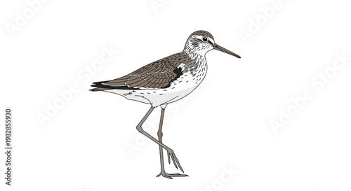A solitary shorebird with intricate brown mottled plumage and slender grey legs stands poised in a profile view against a pristine white minimalist background.