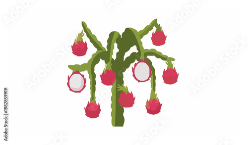 Pitaya dragon fruit cactus plant agriculture vector illustration