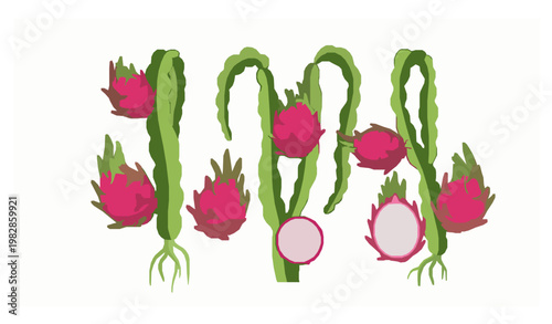 Dragon fruit plant pitaya cactus tropical vector illustration