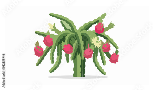 Dragon fruit cactus tropical plant cartoon vector illustration