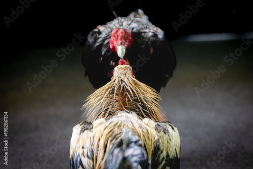 Konstfotografi Intense Confrontation Between Rival Thai Gamecocks: A dramatic close-up capturing the intense rivalry, focus, and tension between two fierce gamecocks face-to-face before the battle in Thailand
