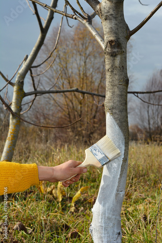 Whitewashing walnut tree trunk protection