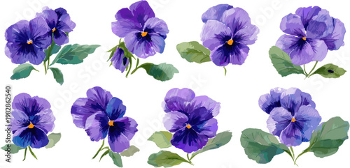 Watercolor purple pansy flowers and leaves set, isolated on a white background, clipart style