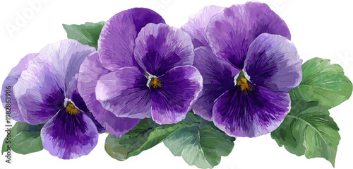 A series of purple pansies and green leaves in watercolor style. Vector design illustration for decoration.