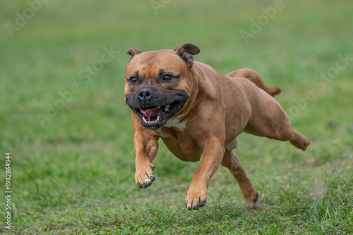 Konstfotografi The picture shows a Staffordshire Bull Terrier.