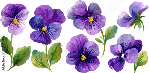 Set of purple pansy flowers in various poses with stems and leaves isolated on white background.